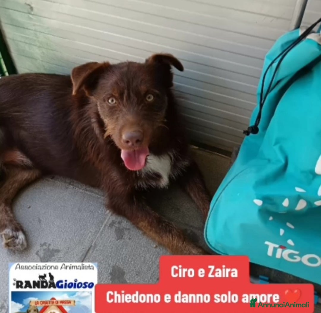 Meticcio cani in regalo: Ciro 2anni marrone fulvo occhi ambra splendido!SUD a Città metropolitana di Milano - Annuncio 7