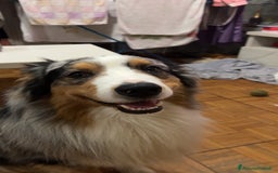 Australian Shepherd cani per accoppiamento: Pastore australiano maschio disponibile per monta a Città Metropolitana di Torino - Immagine 6