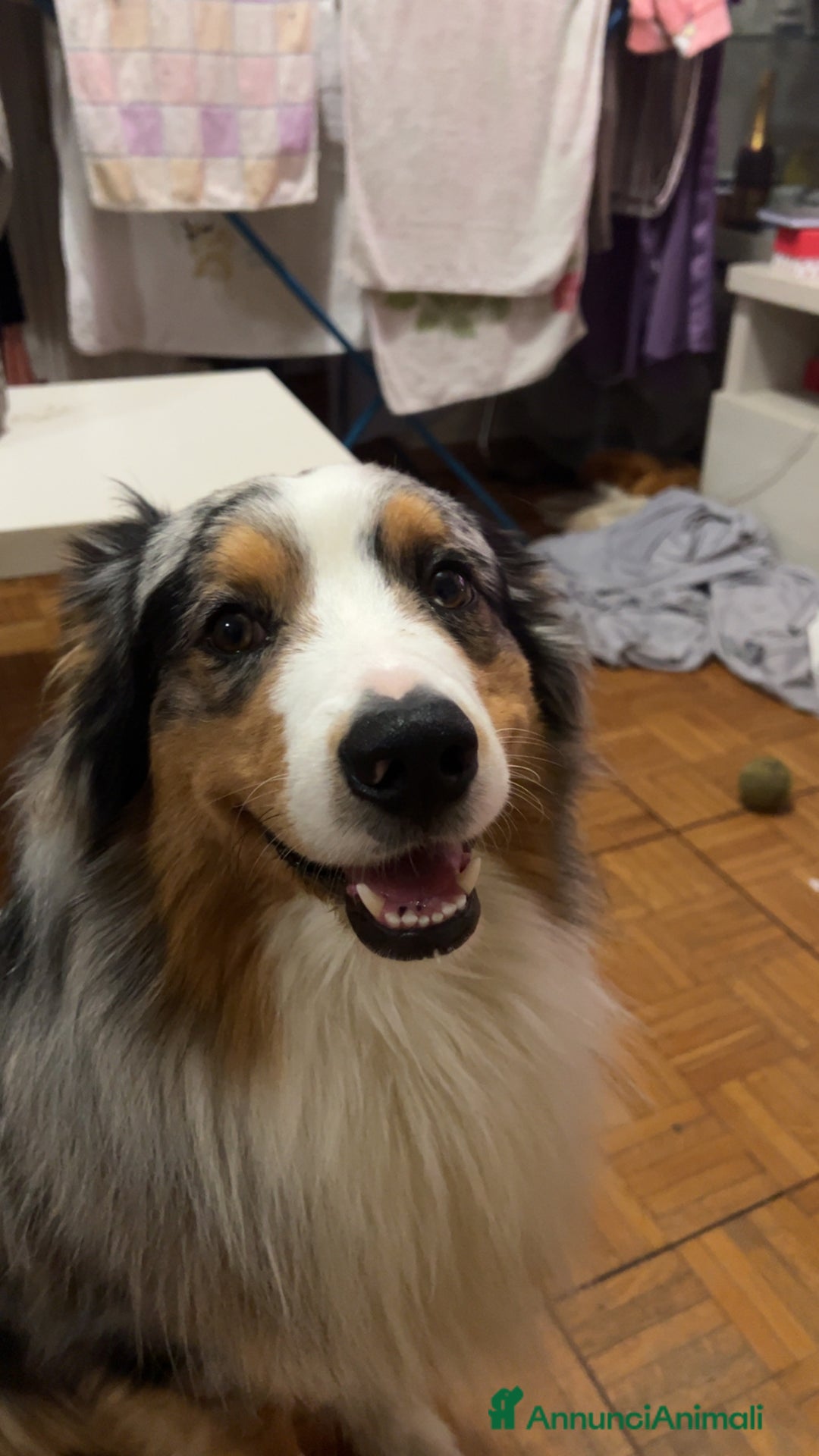 Australian Shepherd cani per accoppiamento: Pastore australiano maschio disponibile per monta a Città Metropolitana di Torino - Immagine 6