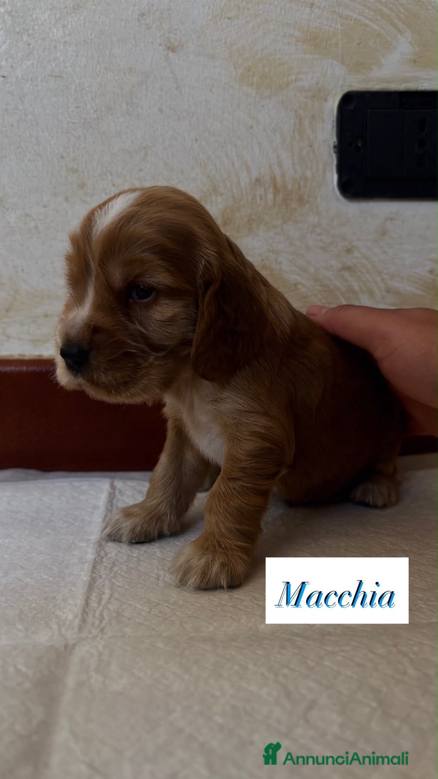 Cocker cani Cocker spaniel inglesi  - Annuncio 1