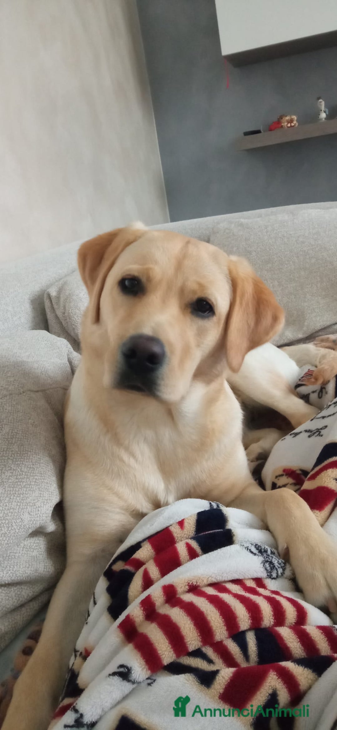 Labrador cani in vendita: Labrador  - Annuncio 4