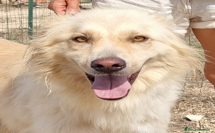Meticcio cani a Provincia di Modena - Annuncio 4