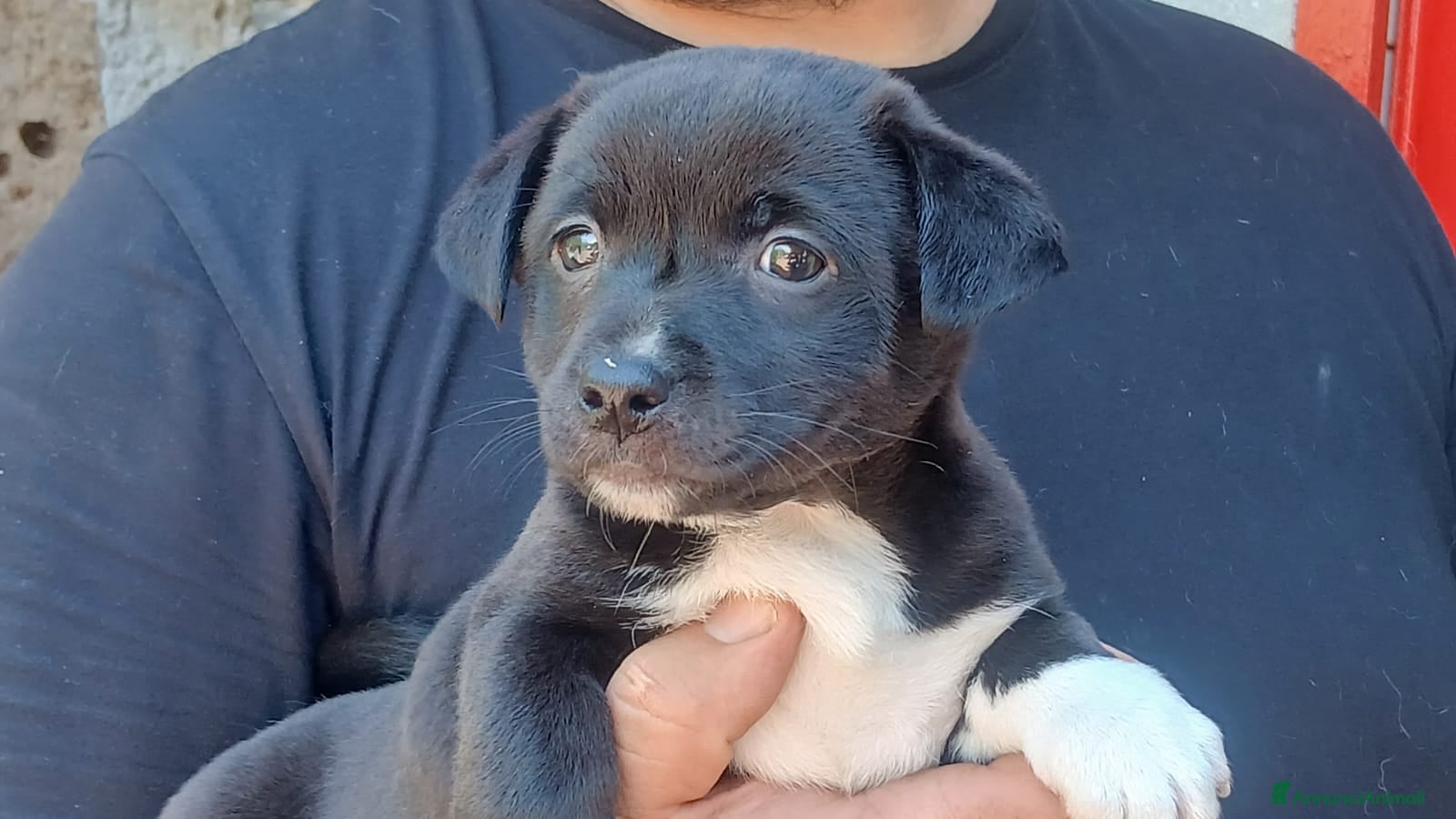 Meticcio cani LO SPLENDIDO ABRAMO HA BISOGNO DI UNA CASA - Annuncio 35