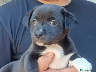 Meticcio cani LO SPLENDIDO ABRAMO HA BISOGNO DI UNA CASA - Annuncio 32