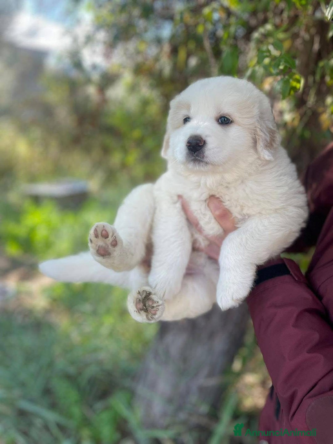 Pastore Maremmano cani in regalo: Dolci cuccioli tg grande simil maremmani 2 mesi - Annuncio 8