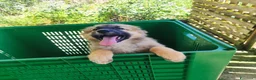 Meticcio cani in regalo: 3mix pastorini 3mesi salvati.SOS CASA SUD  - Annuncio 13