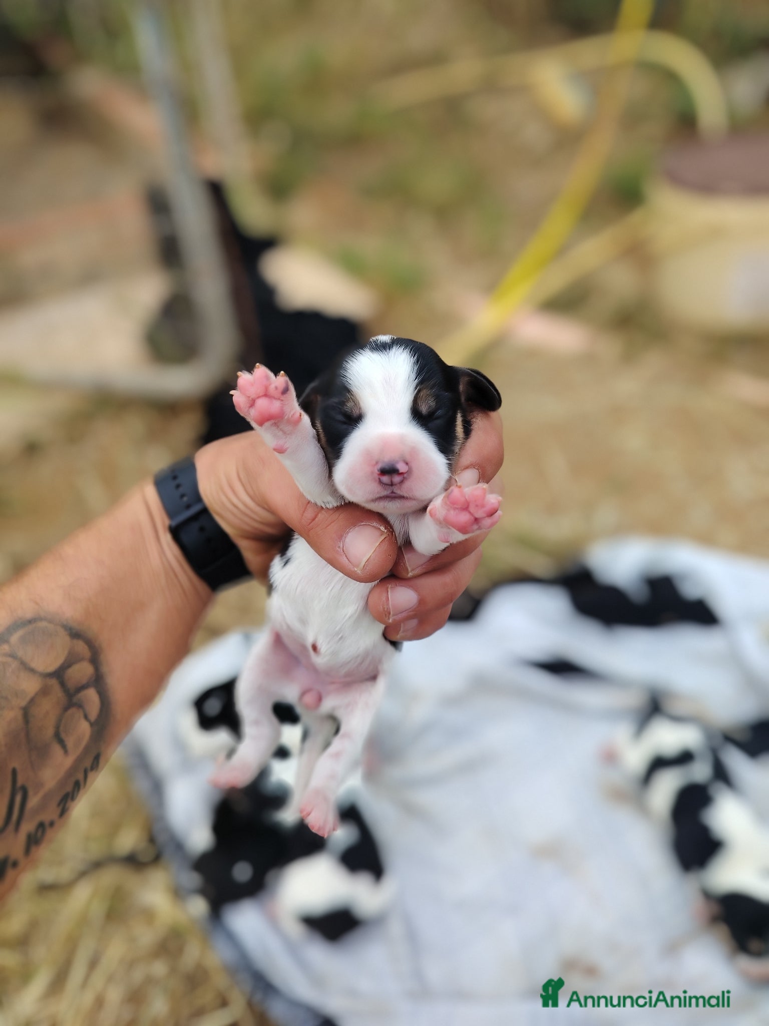 Beagle cani Beagle - Annuncio 1