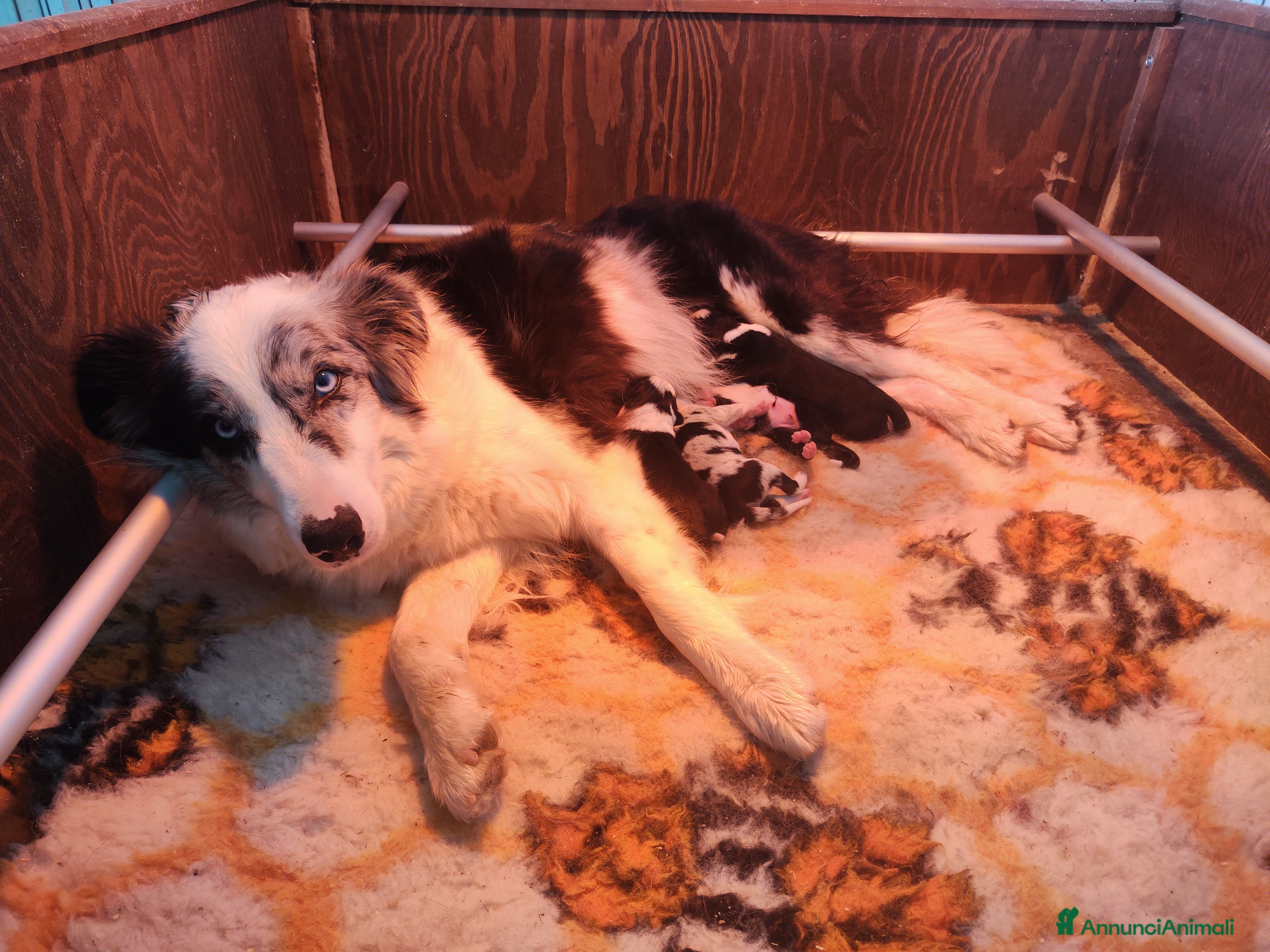 Border Collie cani CUCCIOLI DI BORDER COLLIE ALTA GENEALOGIA - Annuncio 34
