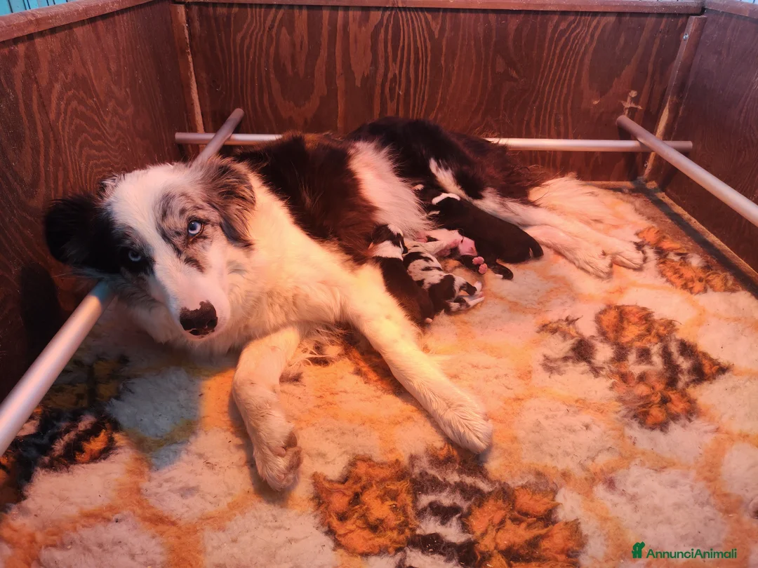 Border Collie cani in vendita: CUCCIOLI DI BORDER COLLIE ALTA GENEALOGIA - Annuncio 1