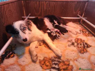 Border Collie cani CUCCIOLI DI BORDER COLLIE ALTA GENEALOGIA - Annuncio 34
