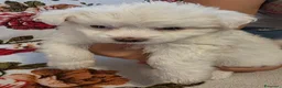 Maltese cani in vendita: Cucciolo Maltese - Annuncio 4