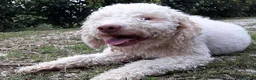 Lagotto cani in vendita: Lagotto Romagnolo a Provincia di Terni - Annuncio 2