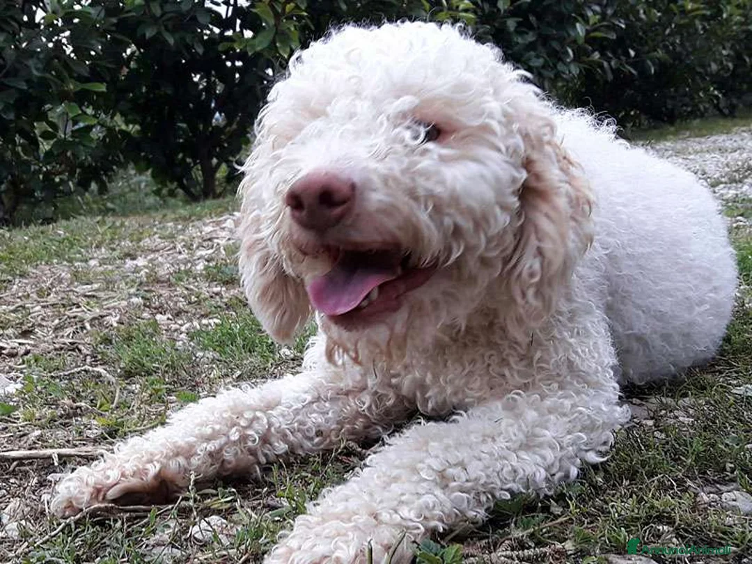 Lagotto cani in vendita: Lagotto Romagnolo a Provincia di Terni - Annuncio 2