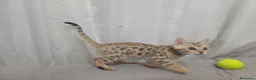Bengala gatti in vendita: Gatto del Bengala  - Annuncio 13
