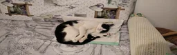 Europeo gatti in regalo: Micha e Rainbow hanno bisogno di una nuova casa! - Annuncio 12
