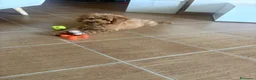 Barboncino cani in vendita: Barboncino Nano cucciolo - Annuncio 4