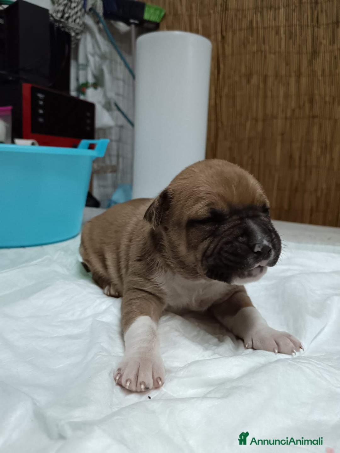 American Staffordshire cani in vendita: America Staffordshire terrier - Annuncio 21