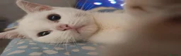 Scottish gatti in vendita: Cuccioli Scottish e British a Città metropolitana di Roma Capitale - Annuncio 2