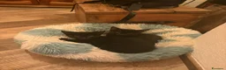 Meticcio gatti in vendita: Maschetto nero mix MaineCoon  a Città Metropolitana di Torino - Annuncio 8