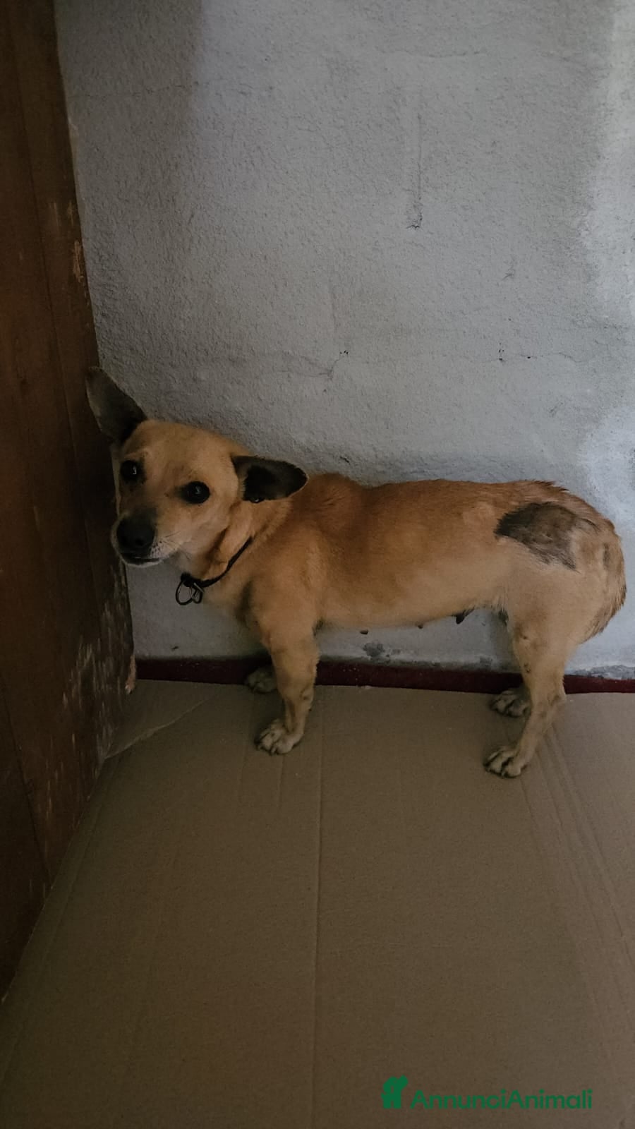 Meticcio cani IDA: 4 KG, 1 ANNO - Annuncio 3