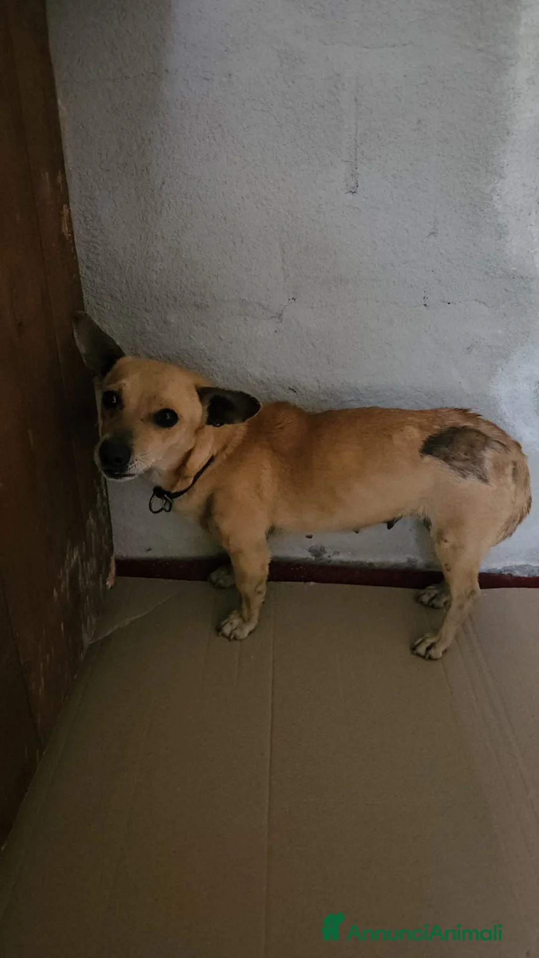 Meticcio cani in regalo: IDA: 4 KG, 1 ANNO - Annuncio 1