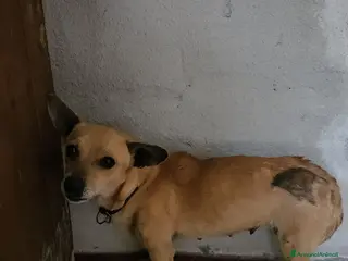 Meticcio cani IDA: 4 KG, 1 ANNO - Annuncio 3