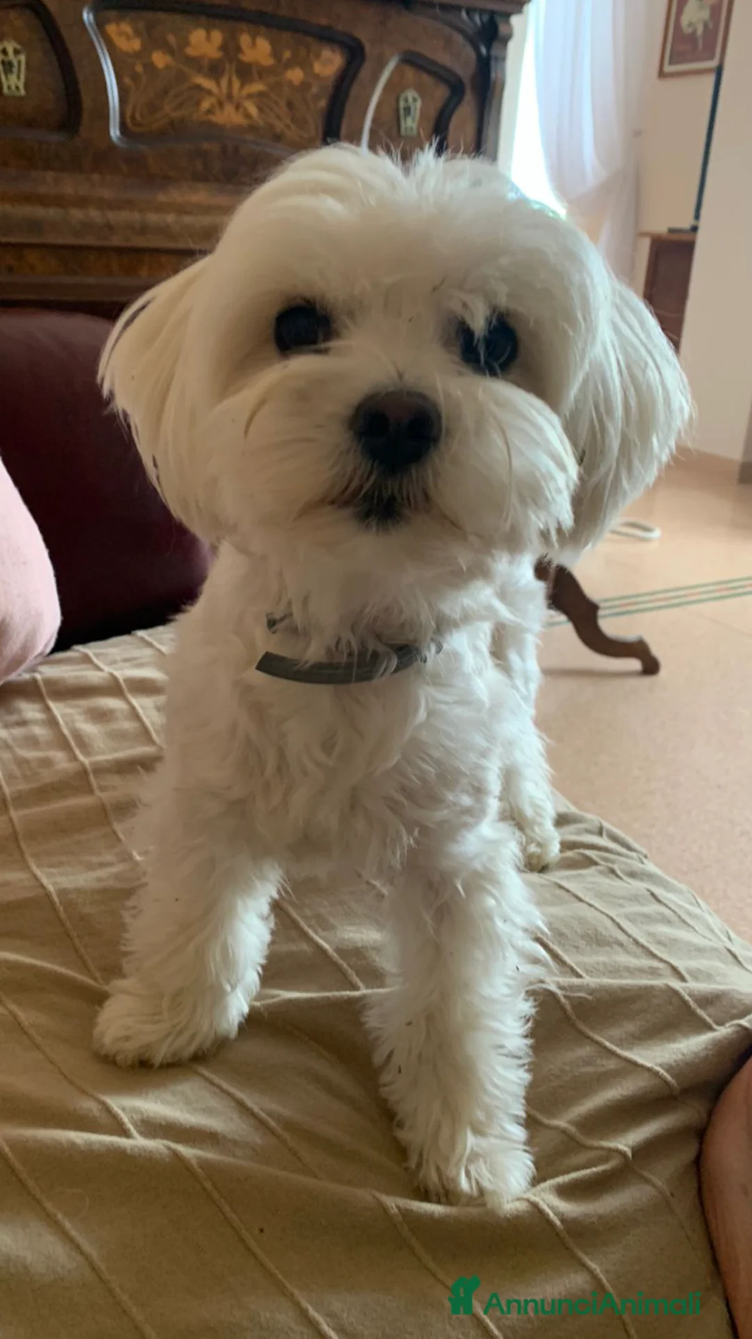 Maltese cani in vendita: Cuccioli di maltese - Annuncio 1