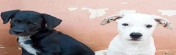 Meticcio cani in regalo: Milo e Ricky cuccioli in adozione - Annuncio 7