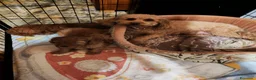 Barboncino cani in vendita: Barboncino nano - Annuncio 2