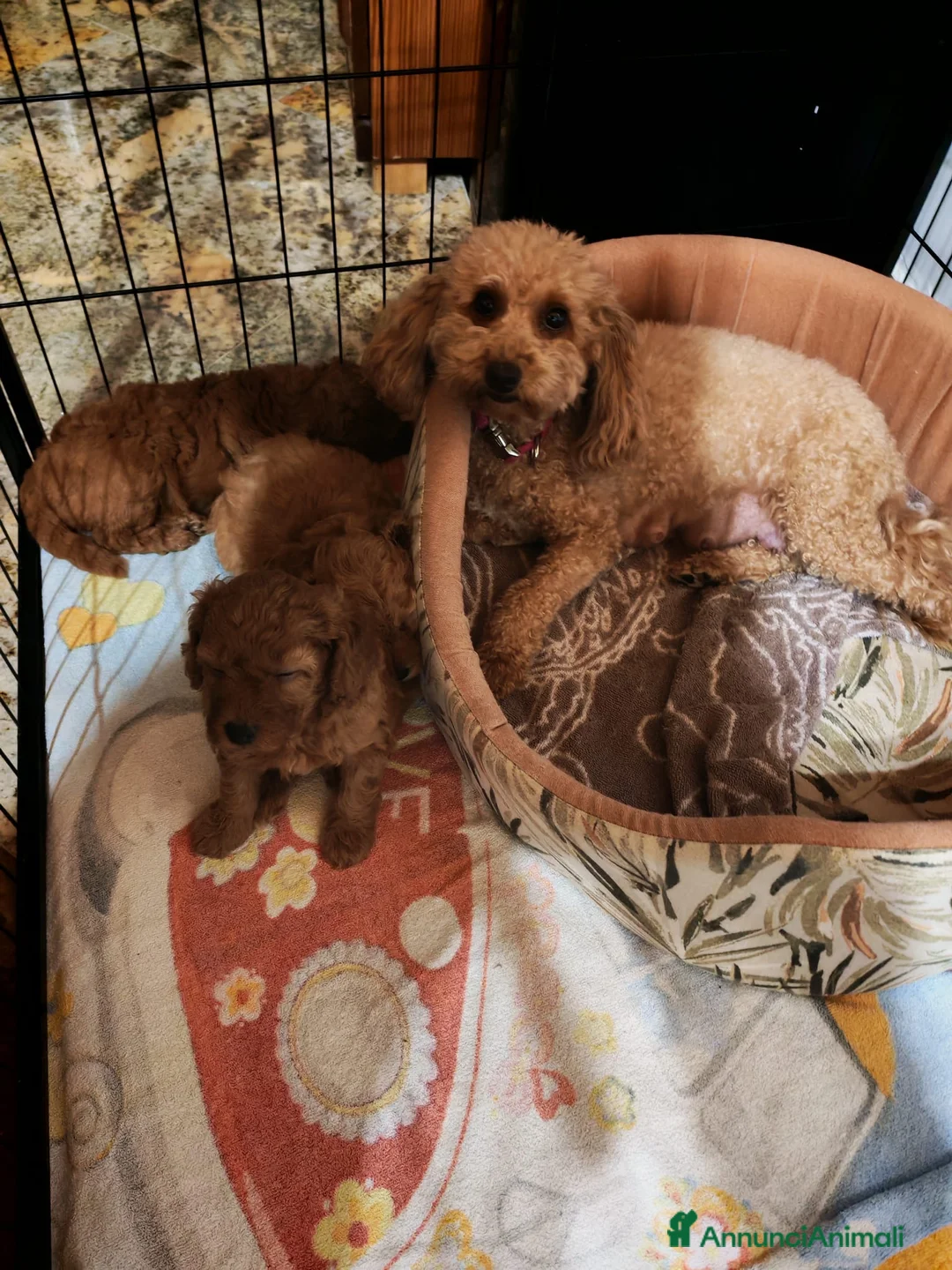 Barboncino cani in vendita: Barboncino nano - Annuncio 2