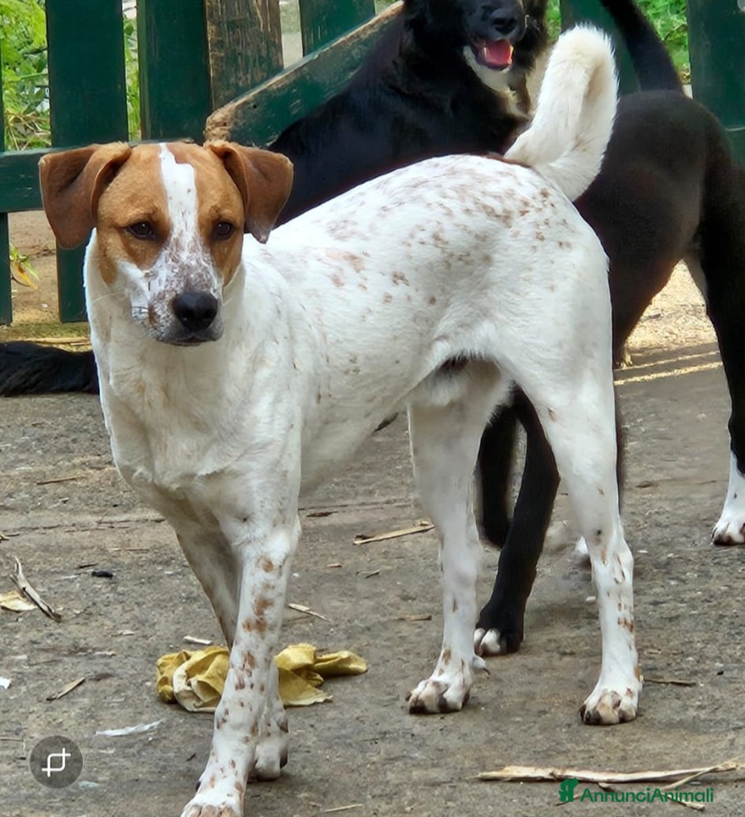 Meticcio cani in regalo: MIELE MIX BRETON/LABRADORINO - Annuncio 2