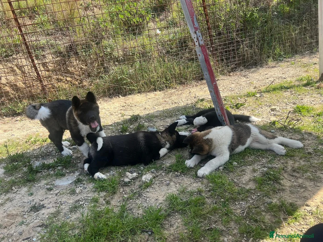 Akita Americano cani in vendita: Cuccioli di Akita americano a Provincia di Cosenza - Annuncio 1