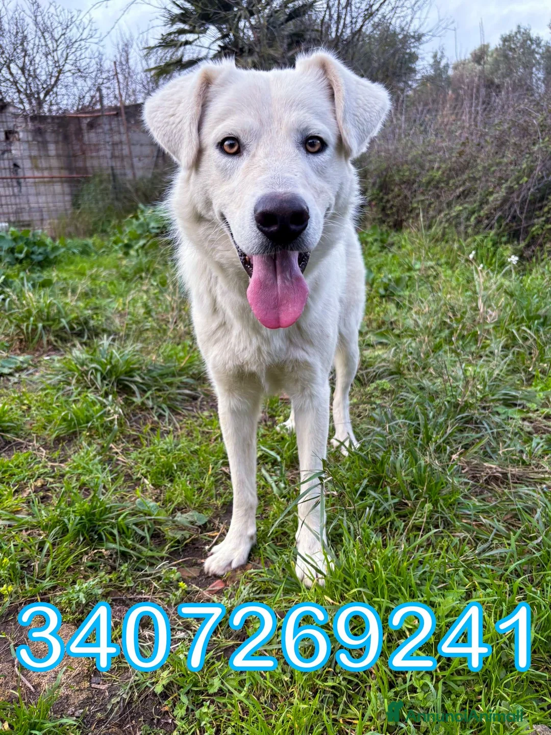 Meticcio cani in regalo: GUE’ 💙 - 1 anno e nessuno chiama per lui 🥺😢 - Annuncio 2