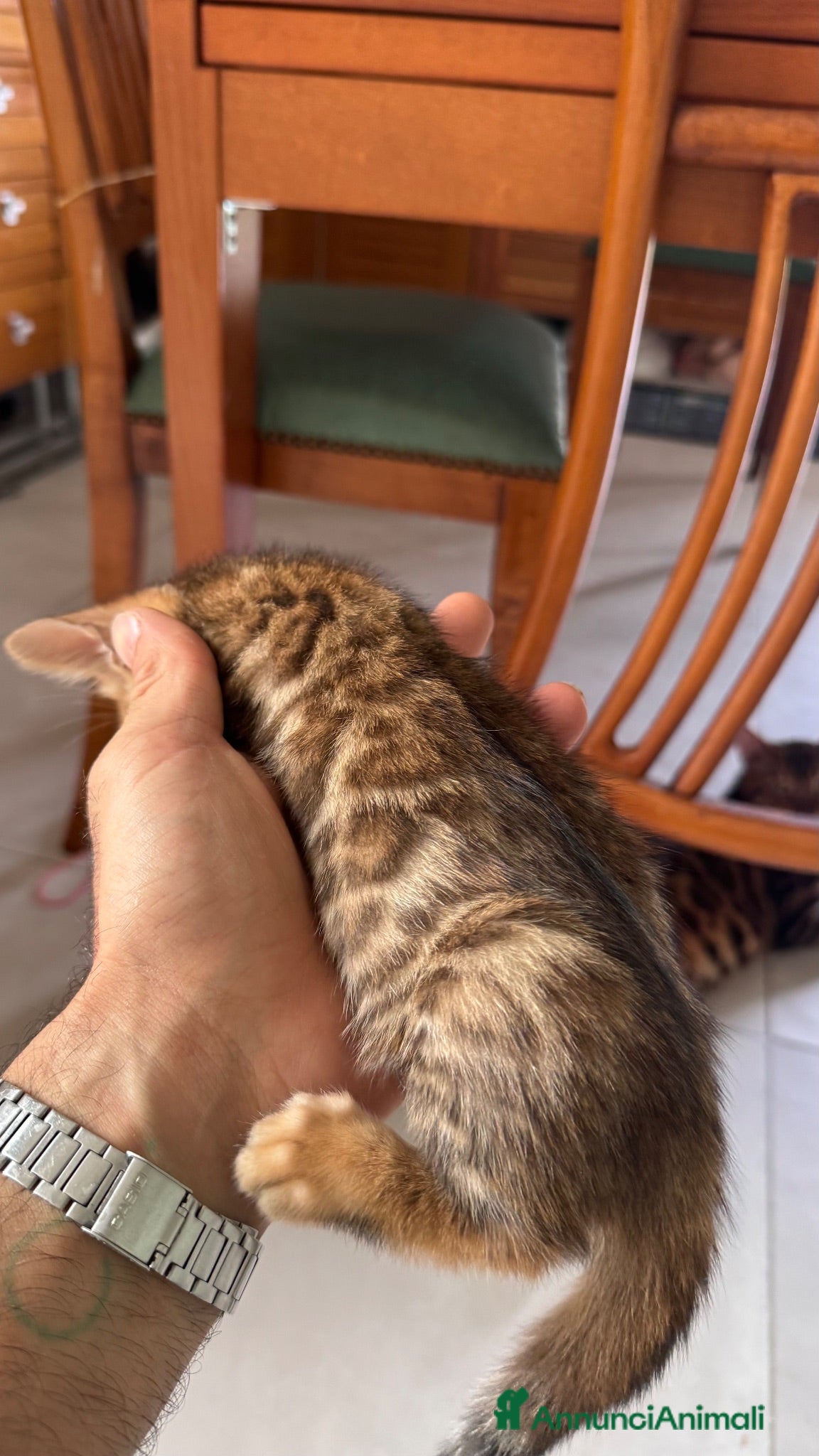 Bengala gatti Bengala splendidi piccoli leopardi CON PEDIGREE - Annuncio 2