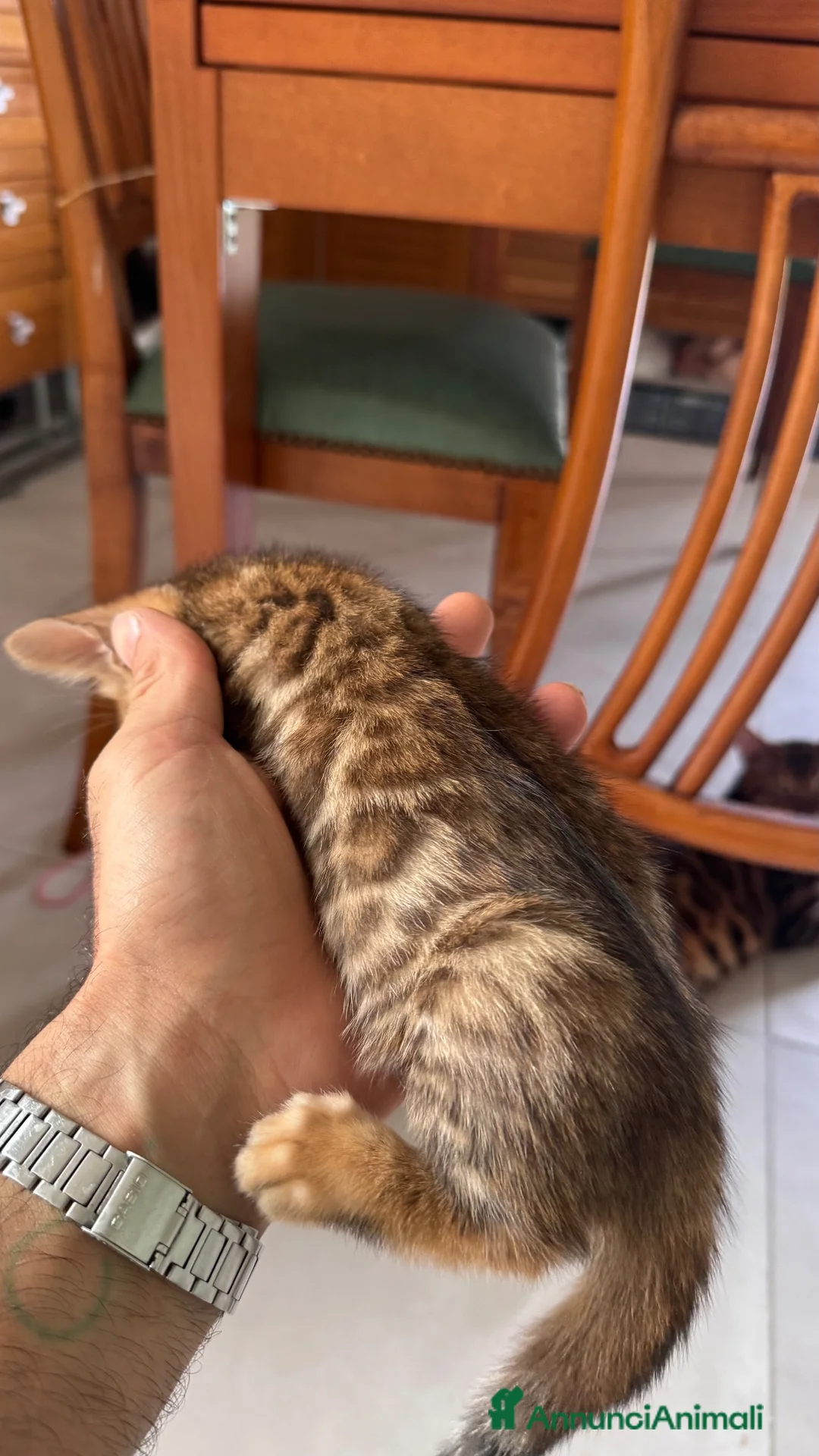 Bengala gatti in vendita: Bengala splendidi piccoli leopardi CON PEDIGREE - Annuncio 1