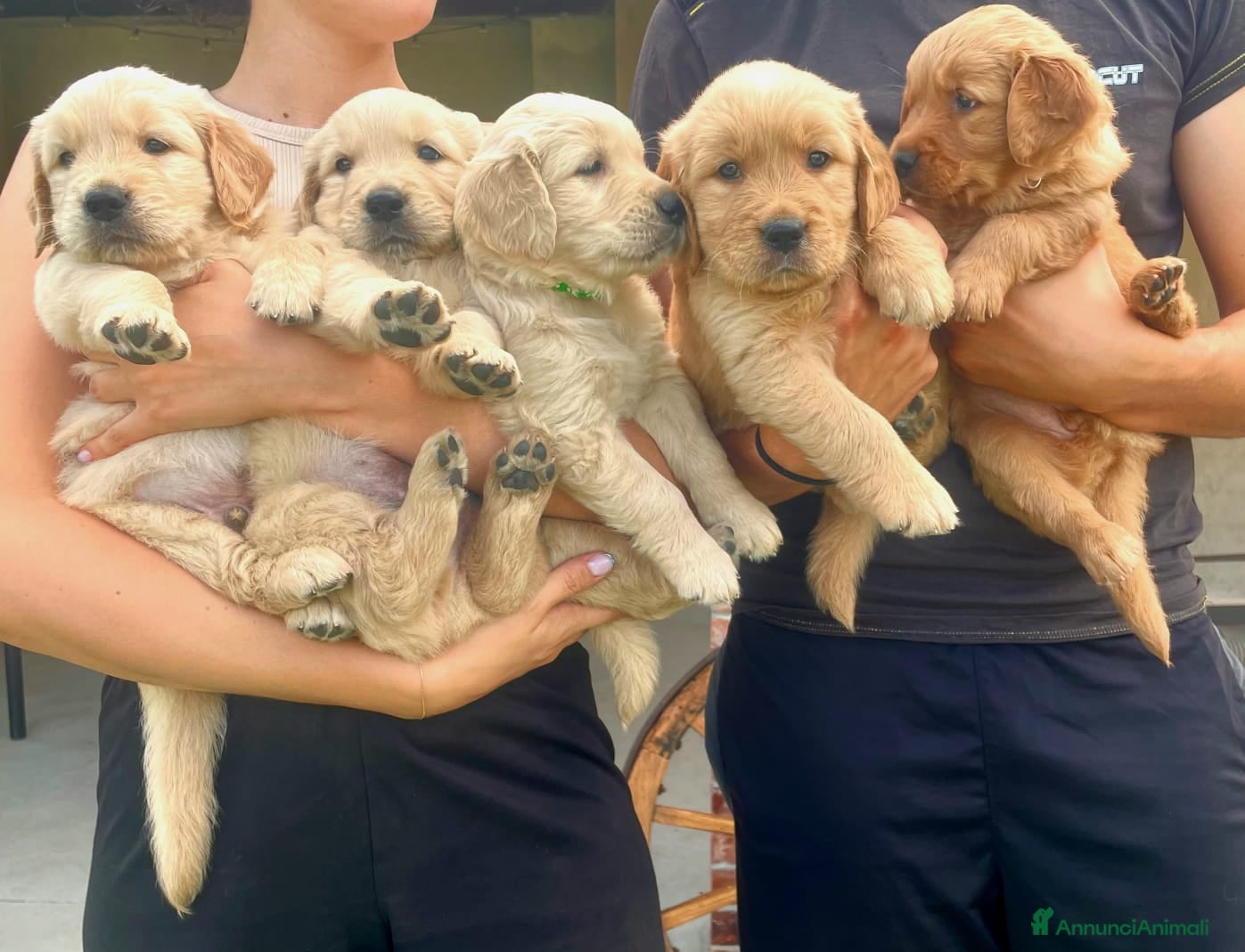 Golden Retriever cani Cuccioli di golden retriever  - Annuncio 15