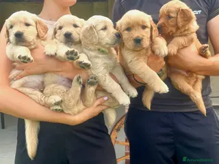 Golden Retriever cani Cuccioli di golden retriever - Annuncio 15