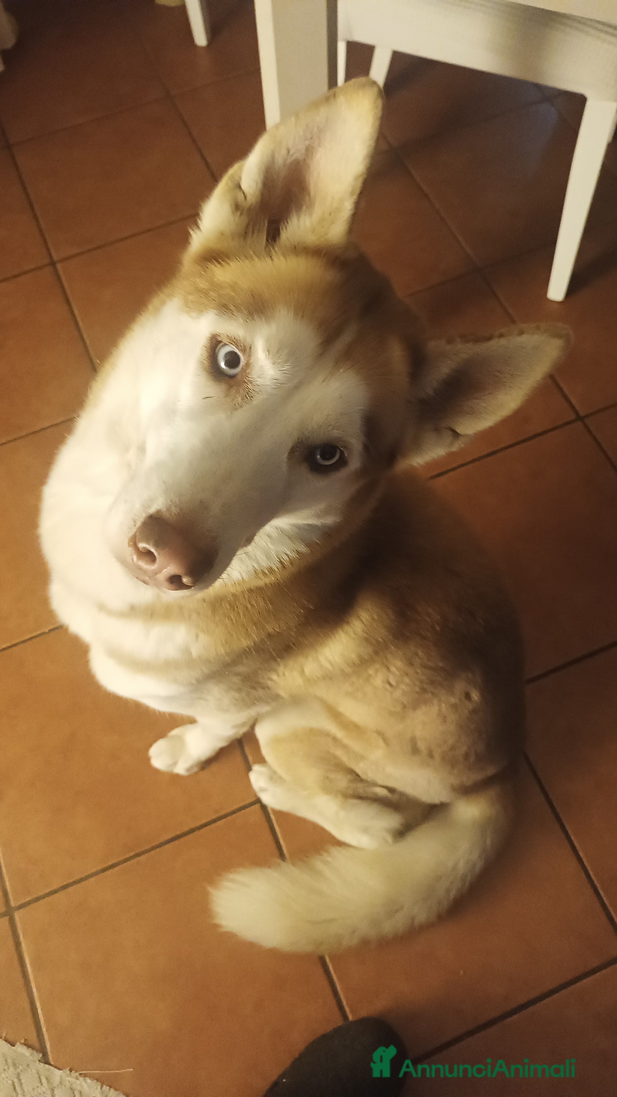Husky cani Husky per accoppiamento  - Annuncio 1
