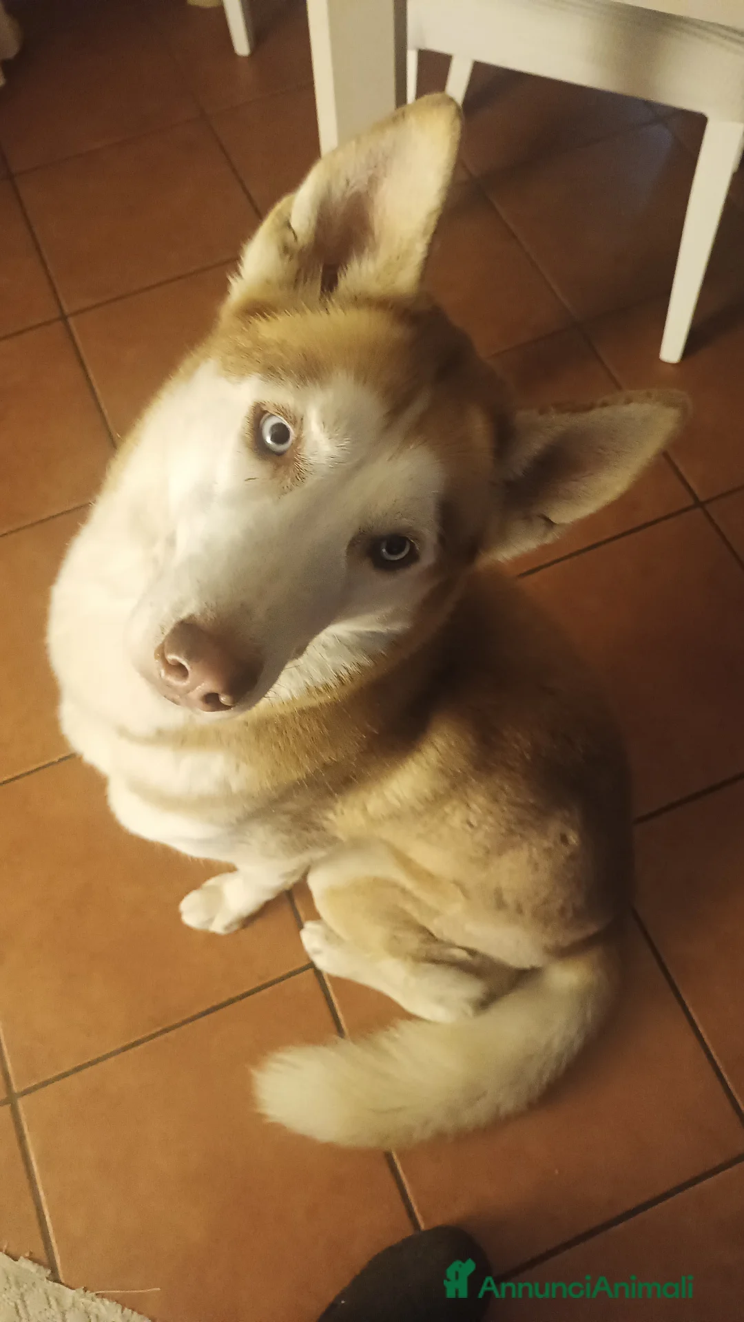 Husky cani per accoppiamento: Husky per accoppiamento  - Annuncio 1