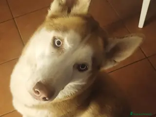 Husky cani Husky per accoppiamento - Annuncio 1