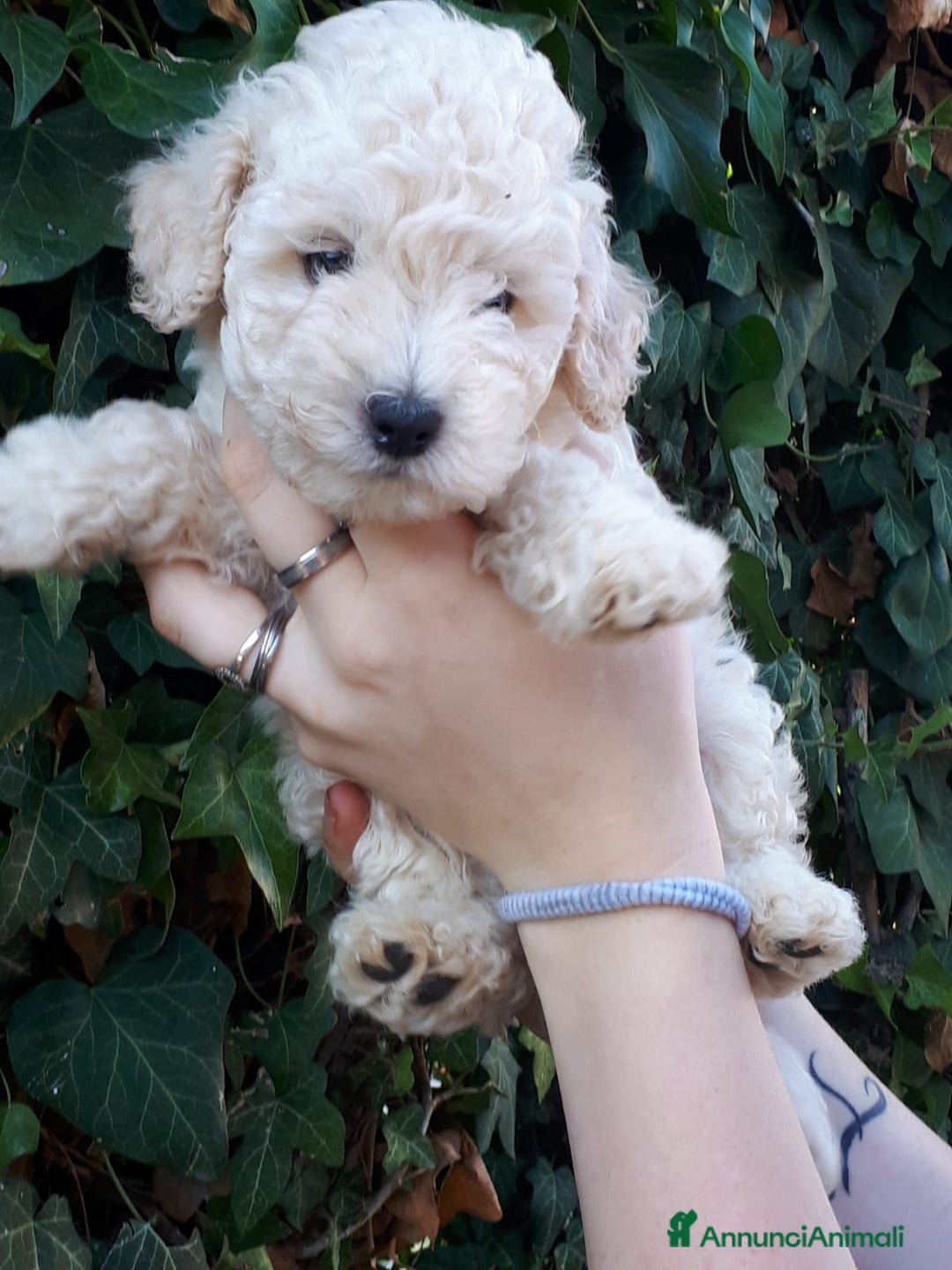 Meticcio cani in vendita: Bellissimi cuccioli Maltipoo color crema - Annuncio 2
