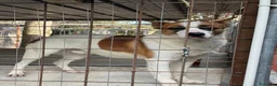 Meticcio cani in regalo: Miche: 2 anni, socievole e affettuoso  - Annuncio 6