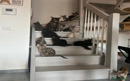 Maine Coon gatti in vendita: Cuccioli di Mainecoon  - Immagine 12