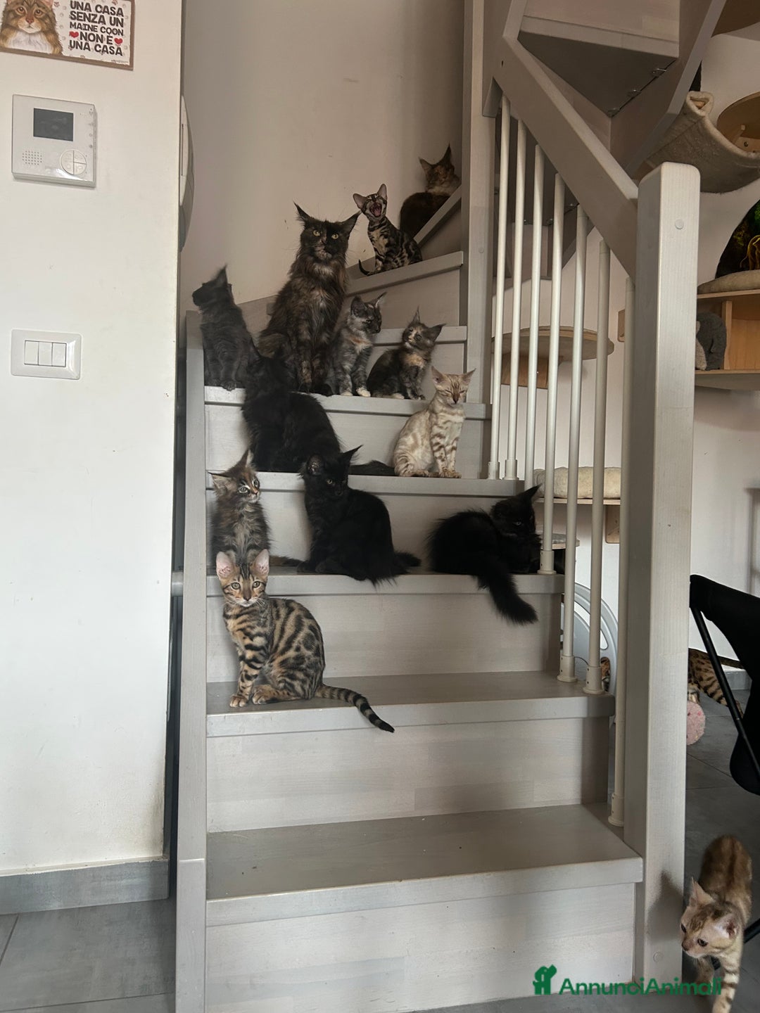 Maine Coon gatti in vendita: Cuccioli di Mainecoon  - Immagine 12