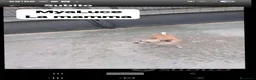 Chihuahua cani in vendita: Chihuahua dolci e buoni bellissimi - Annuncio 16