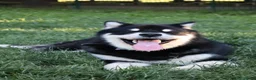 Alaskan Malamute cani per accoppiamento: Alaskan malamute a Provincia di Livorno - Annuncio 4
