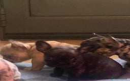 Bandog cani in vendita: Cuccioli di bulldog francese  a Città metropolitana di Milano - Immagine 7