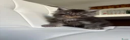 Maine Coon gatti in vendita: Maine Coon  a Provincia di Ascoli Piceno - Annuncio 7