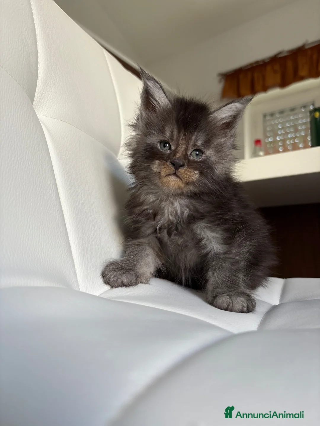 Maine Coon gatti in vendita: Maine Coon  a Provincia di Ascoli Piceno - Annuncio 7