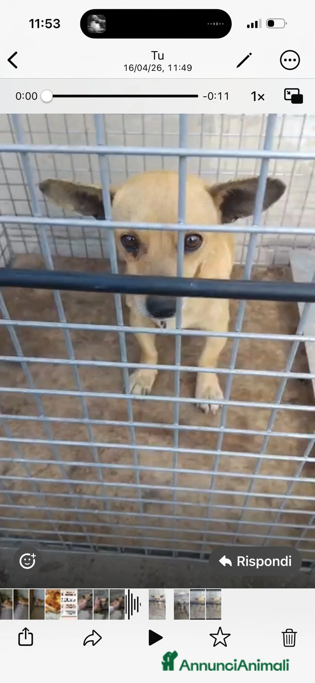 Meticcio cani in regalo: IDA: 4 KG, 1 ANNO - Annuncio 2